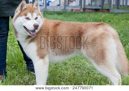 Red-white Colored Siberian Husky With His Owner. Pet Animals.