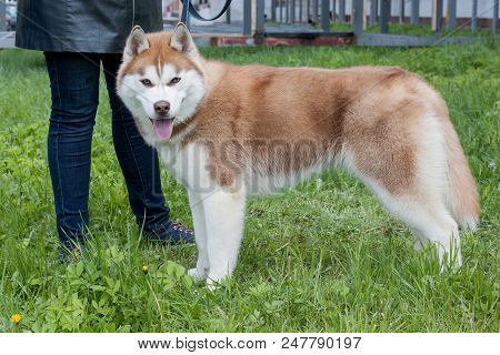 Siberian Husky Is Standing On A Green Meadow With His Owner. Pet Animals.