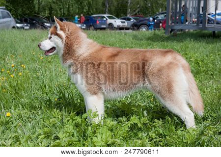 Red-white Colored Siberian Husky Is Standing On A Green Meadow. Pet Animals.