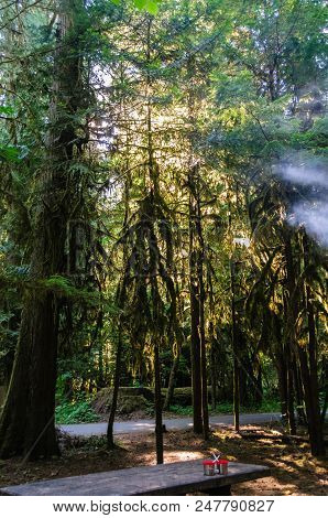 Impression From The Campsite At La Wis Wis, Along The Cowlitz River. Near Mount Rainier National Par