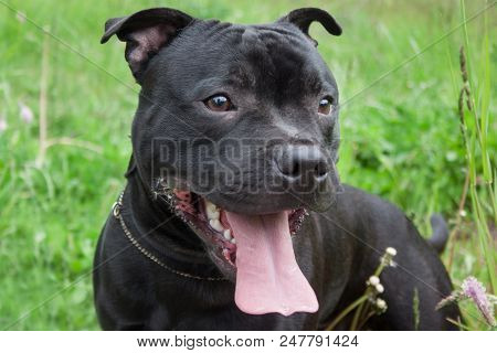 Staffordshire Bull Terrier Puppy Is Standing With Lolling Tongue. Pet Animals.