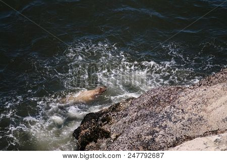 Sea Lion Climbing Up A Rock In Oregon