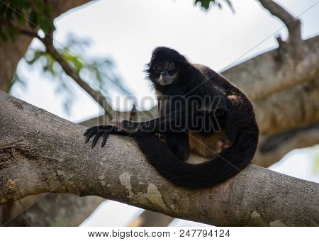 Adult Spider Monkey Is Watching Your Actions