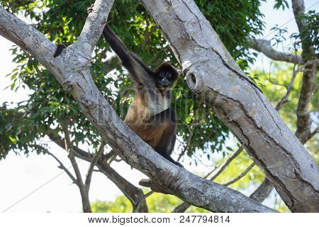 Spider Monkey Is Curious And Watching From The Tree Tops