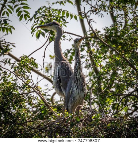 Grey Herons, Nesting