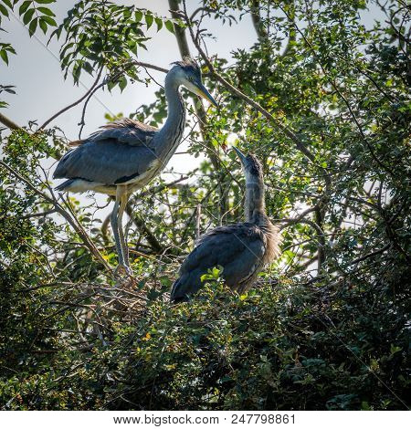 Grey Herons, Nesting
