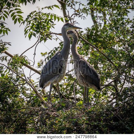 Grey Herons, Nesting