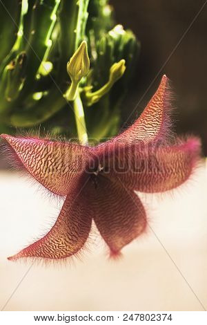 Blossoming Flower Of A Stapelia And Buds Red Flower Blooms On A Stapelia Gigantea Cactus And Is Also