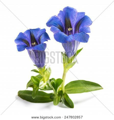 Gentian Flowers ( Gentiana Acaulis ) Isolated On White