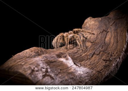 Chilean Rose Tarantula large backlit spider with lots of hairy detail