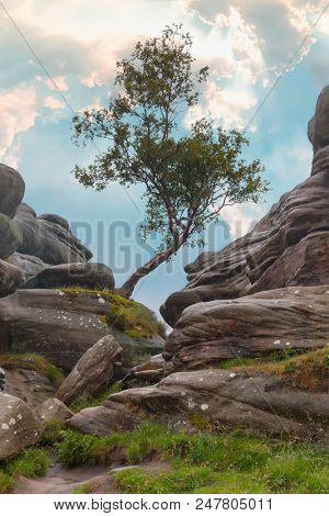 Lone tree between rock formations at Brimham Rocks, Yorkshire Dales, England