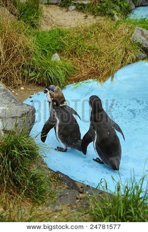 Magellanova Penguins
