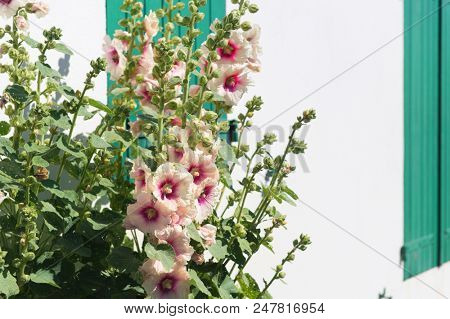 Ile de RÃ© - Hollyhocks and white house with green shutters