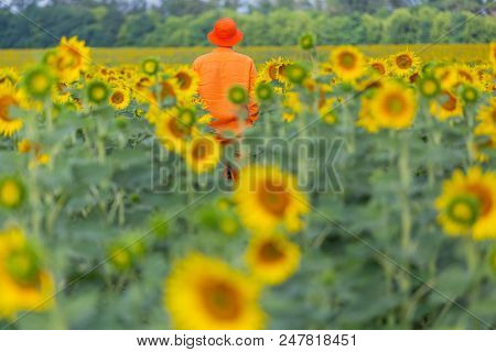 Man in orange clother in sunner sunflowers field