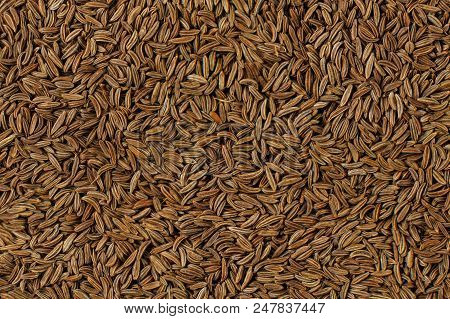 Closeup Detail Of Caraway Seeds (meridian Fennel - Carum Carvi) Shot From Above.