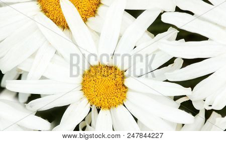 Сhamomile Flowers In Garden. Summer Floral Pattern. Macro. Top View