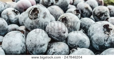 Blueberry With Dew Drops And Pollen, Close-up