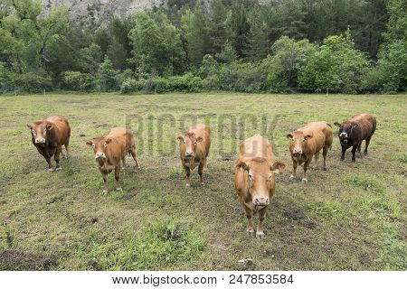 Limousin Cows And Bull In Countryside Meadow Of Haute Provence In France Near Barcelonnette In Frenc