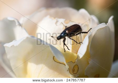 Phyllopertha Horticola. A Garden Beetle Or Juniper Beetle On A Leaf. Pests Of Roses