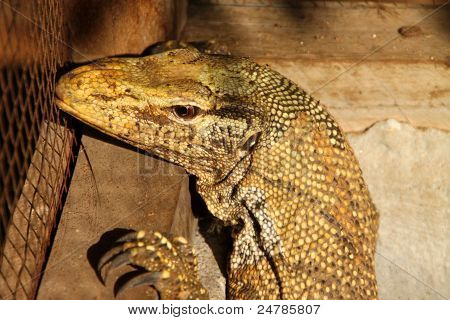 Varanus Salvator