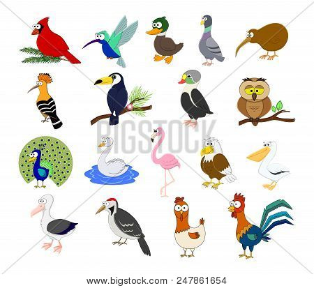 Big Set Of Different Cartoon Birds Vector Illustration Isolated On White Background. Hen, Ruster, Pe