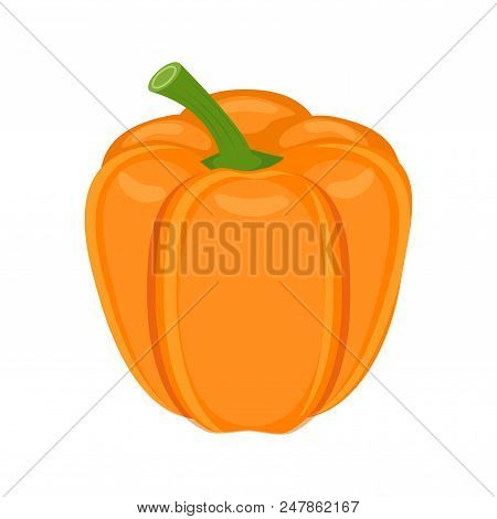 Orange Bell Pepper Vector Illustration Isolated On White Background. Sweet Pepper Vegetble.