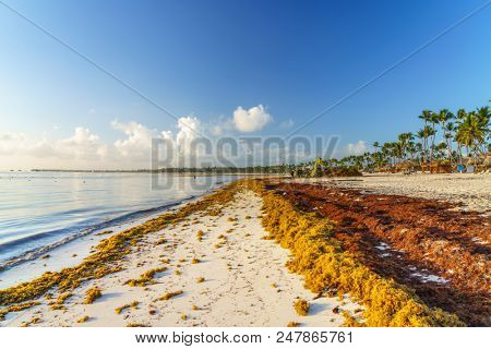 Punta Cana, Dominican Republic - June 19, 2018: : sargassum seaweeds on ocean beach in Bavaro, Punta Cana. Due to global warming, the altered ocean current bring sargasso to Dominican Republic coast.