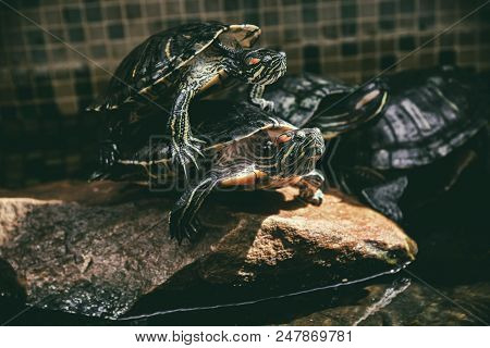 Red Eared Terrapins. Trachemys Scripta Elegans. Turtles