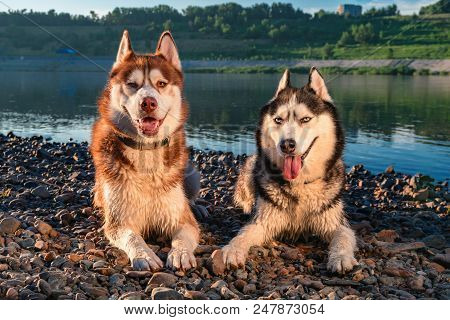 Portrait Two Lying Siberian Huskies Dogs. Cute Happy Husky Dogs Evening Portrait On The Background O