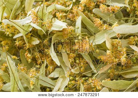 Floral Background Of Linden Blossoms. Close Up