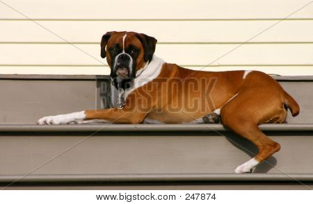 Hund på trin 001