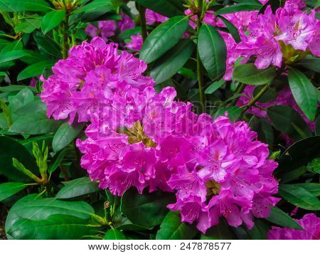Beautiful Rhododendron Shrubs Strewn With Beautiful Flowers
