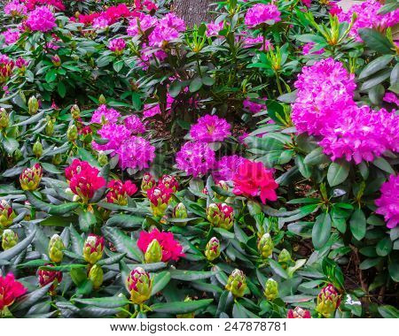 Beautiful Rhododendron Shrubs Strewn With Beautiful Flowers