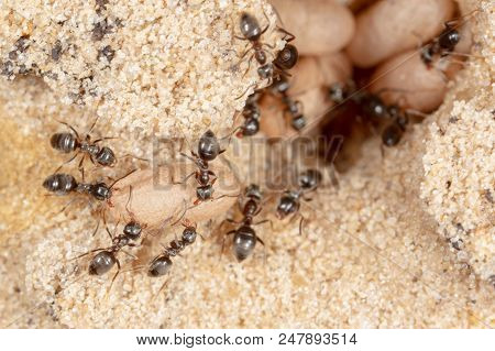 Ants And Formic Eggs In Nature. Macro