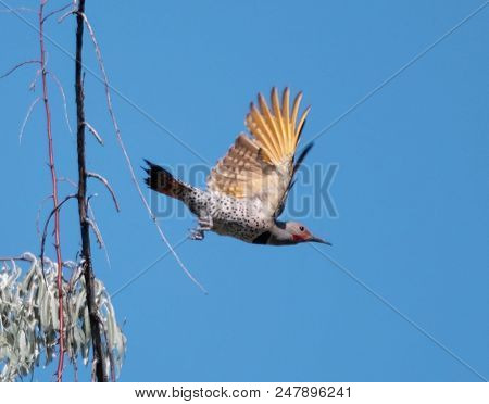 yellow shafted flicker flying off from a tree