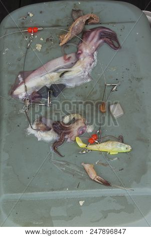 Squid And Other Bait Is Being Readied For Use At The Bouge Sound Fishing Pier In Emeralde Isle North