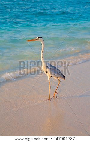 Gray heron fishing at sunset on the beach