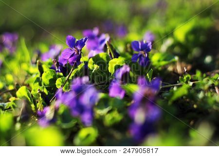 Close Up On Wild Violets Flowers On The Meadow, Selective Focus