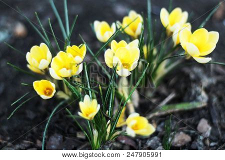 Top And Side View Of Early Spring Snowdrops