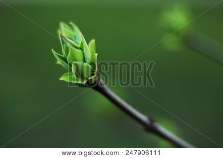 Macro, Close Up On Leaf Bud, Selective Focus