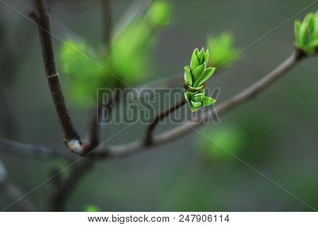 Close Up In Fresh Leaf Buds, Selective Focus