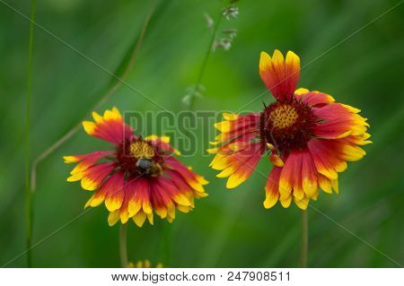 Blooming Gaillardia Flowers, Family Asters. Flowering Of Chamomile Gerbera.