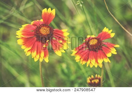 Blooming Gaillardia Flowers, Family Asters. Flowering Of Chamomile Gerbera.