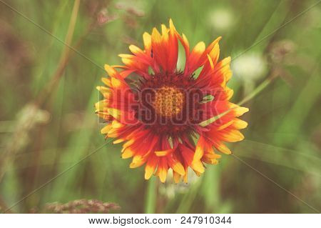 Blooming Gaillardia Flowers, Family Asters. Flowering Of Chamomile Gerbera.