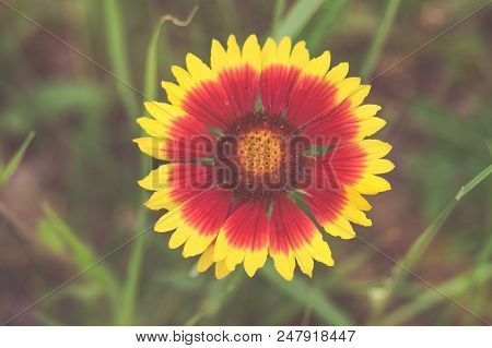 Blooming Gaillardia Flowers, Family Asters. Flowering Of Chamomile Gerbera.