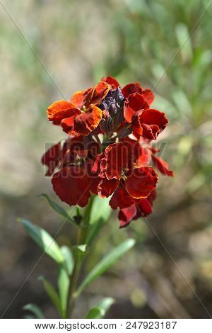 Dark Red And Orange Garden Wallflower - Latin Name - Erysimum Cheiri