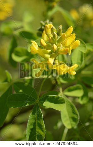 Dalmatian Laburnum Yellow Flowers - Latin Name - Petteria Ramentacea