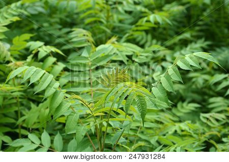 Lots Of Ailanthus Trees - Latin Name Ailanthus Altissima