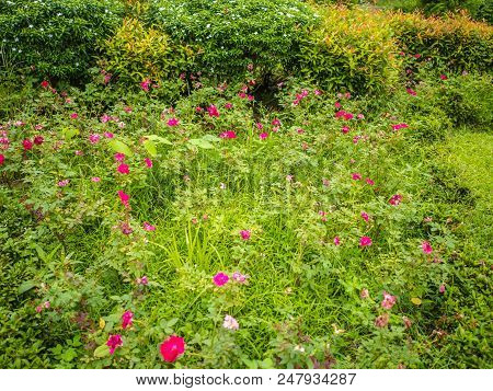 Red Flower On The Tree Branch In The Park,red Flower In The Nature,red Bougainvillea