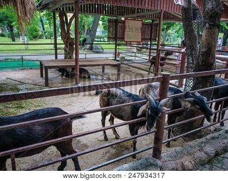 Black Goat Waiting For Food In The Park